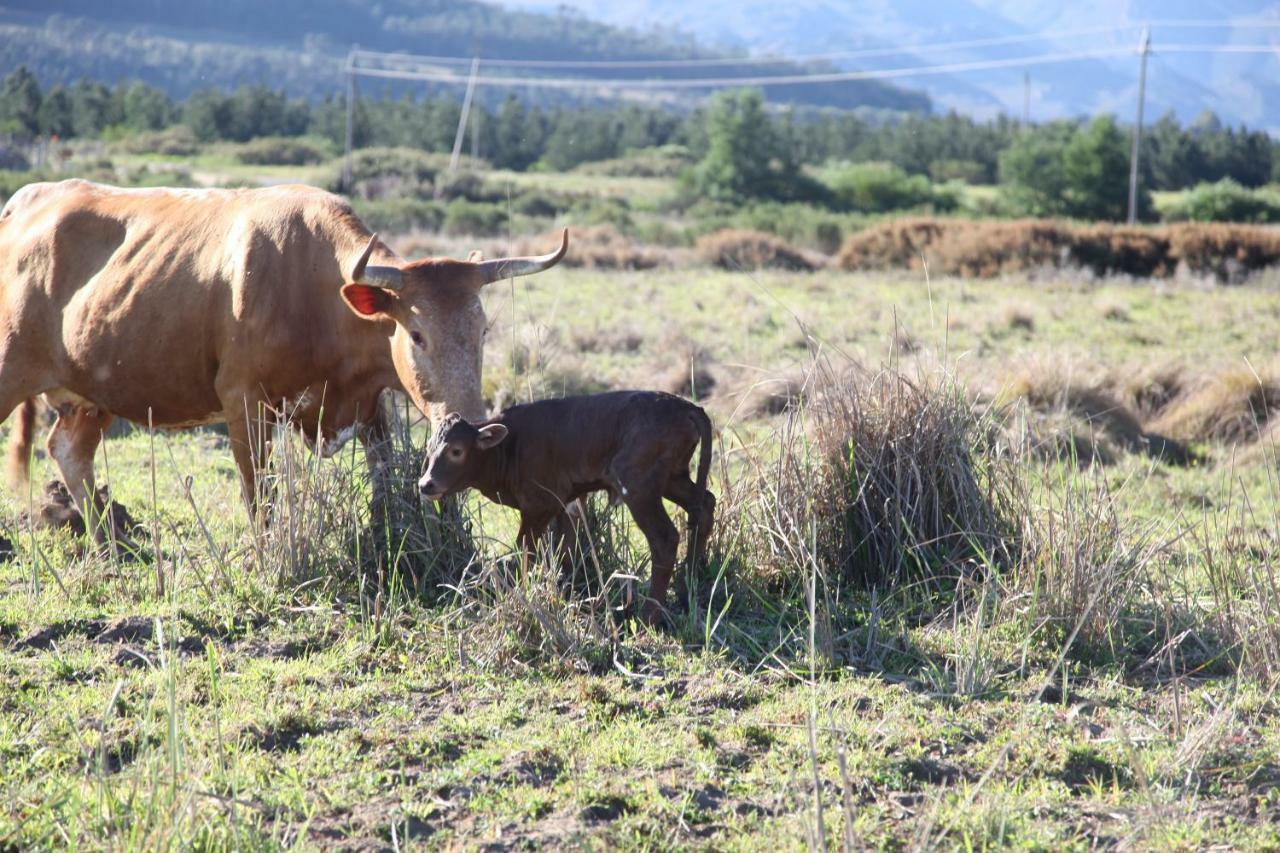 The Farmstead Villa Franschhoek Bagian luar foto